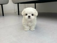 Emsalsiz Tea cup morkie bebekler
