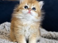 British shorthair ve longhair golden yavrular