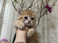 Çekirdek ailesine bir can kedi katmak isteyenler burada mı