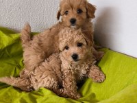 Maltipoo bebeklerimiz
