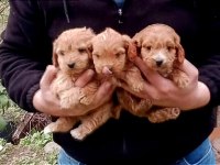 MUHTEŞEM RED MALTİPOO 2 DİŞİ VE 1 ERKEK