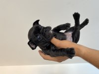 Muhteşem french bulldog yavrular