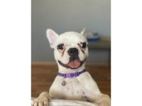 Ücretsiz Dişi French Bulldog