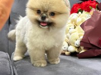 Vitrin güzeli köpeğimiz