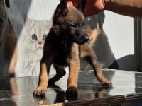 Mermi Belçika Kurdu