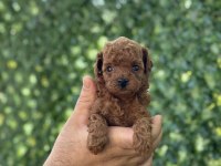 Irk ve sağlık garantili Toy ve Teacup Poodle