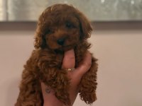 Kore toy poodle bebekler