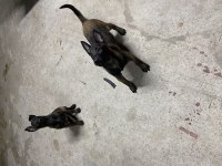 60 günlük Belçika Çoban Köpeği (Malinois)