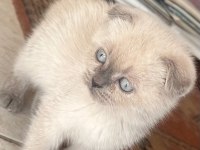 2 Aylık Scottish Fold Erkek Muğla Merkez Ve Çevresi