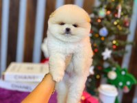 Ayı Surat Pomeranian Bebeklerimiz