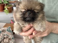 Erkek Pomeranian Son Erkek Teddy Bear Ayı surat yavrumuz