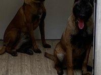 KÖPEKLER ÇOK ACİL SAHİPLENDİRİLMESİ GEREKİYOR