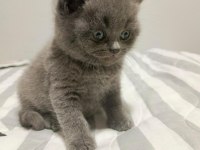 Harika kalite safkan british shorthair teslime hazır