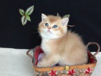 Şecereli golden ny12 british shorthair yavruları