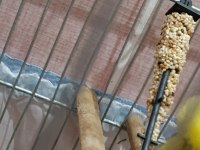 Şov jumbo erkek damızlık muhabbet kuşu