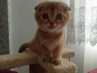 SAHİPLENDİRME KEDİLERİMİZE