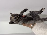 British Shorthair Kırması Yavrular (Farklı Renk)