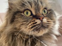 KEDİMİZ MİA YI ÜCRETSİZ SAHİPLENDİRİYORUZ