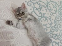 British longhair