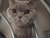 ÜCRETSİZ SAHİPLENDİRME KEDİMİZ