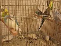 Muhabbet kuşu yavruları