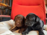 Sadakat ve Sevgi Dolu Labrador Yavruları Sizleri Bekliyor