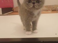 Egzotik shorthair bebek kediler yeni yuvalarını arıyorlar