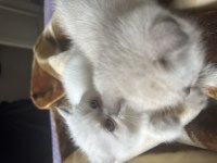 55 günlük scottish fold Blue Point erkek