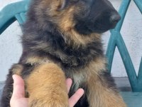 Saf kan alman çoban köpeği yavruları