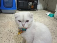 SCOTTİSH FOLD ERKEK KEDİMİZ