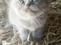 Safkan ırk garantili british shorthair yavrular