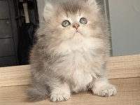 British Longhair Kedilerim