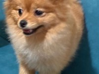 7 aylık dişi pomeranian