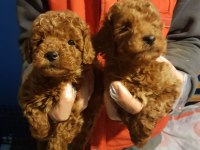 RED BROWN A KALİTE ORJİNAL TOY POODLE YAVRULAR
