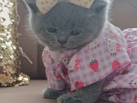 50 günlük sevimli british shorthair kız bebeğimiz