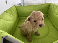 Poodle yavru köpeklerimiz