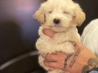 Maltipoo yavrularımız