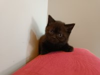 British shorthair kahverengi