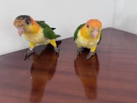 Caique Papağanı PORTAKAL KAFA Çok şirinler