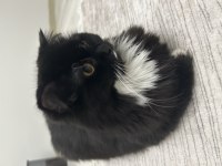 Scottish fold 1,5 yaşında dişi