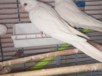 Orijinal Kırmızı Göz Albino Bir Çift Sultan Papağanı