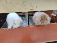 Hollanda lop tavşanı