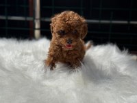 Irk ve sağlık garantili toy poodle yavrularımız