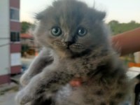 3 aylık scottish fold erkek