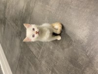 2 aylık yavru british shorthair