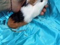 Hollandan Amerikan ve Dutch Ginepig Yavrular