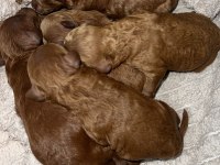Dark renk kore teacup poodle bebekler REZERVE