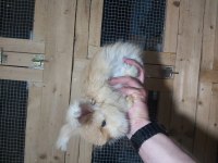 ANGORA TAVŞAN YAVRUSU