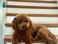 Toy Poodle Oğlumuza Eş Arıyoruz