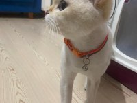 2 yaşında british shorthair
